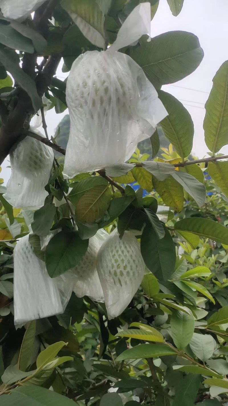 红心芭乐/白心奶油芭乐支持代办批发市场档口社区团购