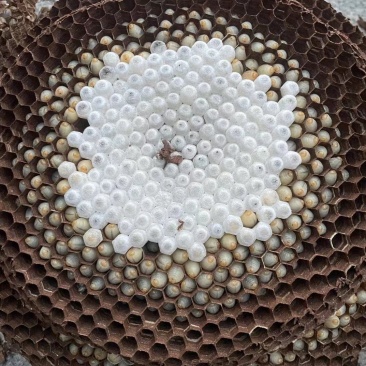 新鲜蜂蛹