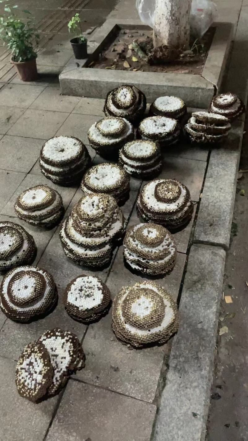 新鲜蜂蛹