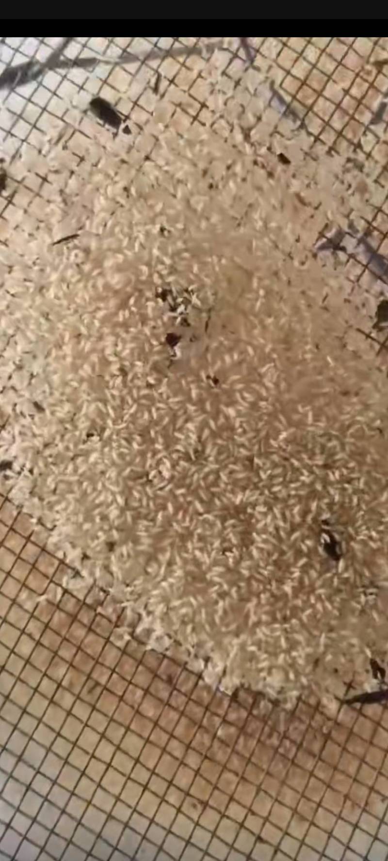 金蝉种苗25.9元一克，包活爬叉种子，基地直供，技术指导