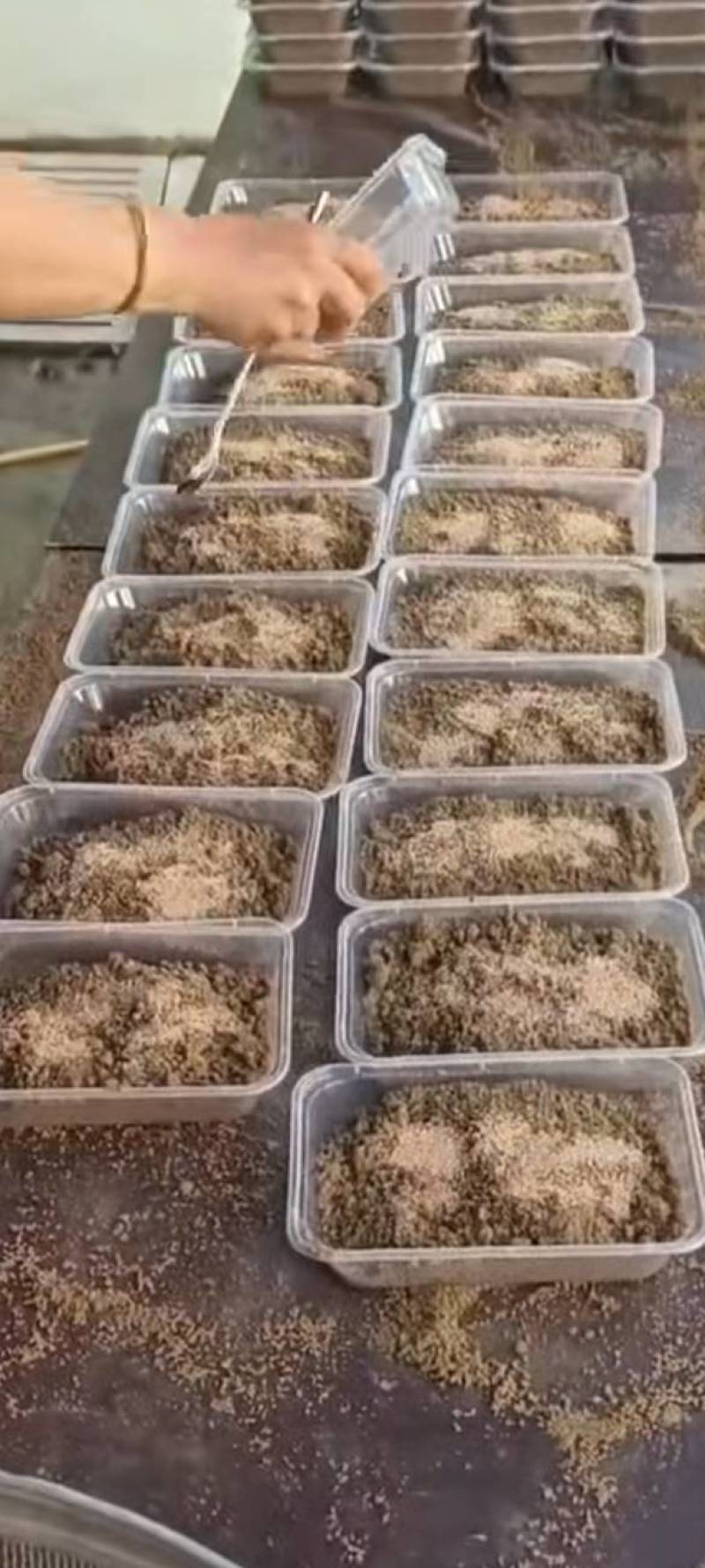 金蝉种苗25.9元一克，包活爬叉种子，基地直供，技术指导
