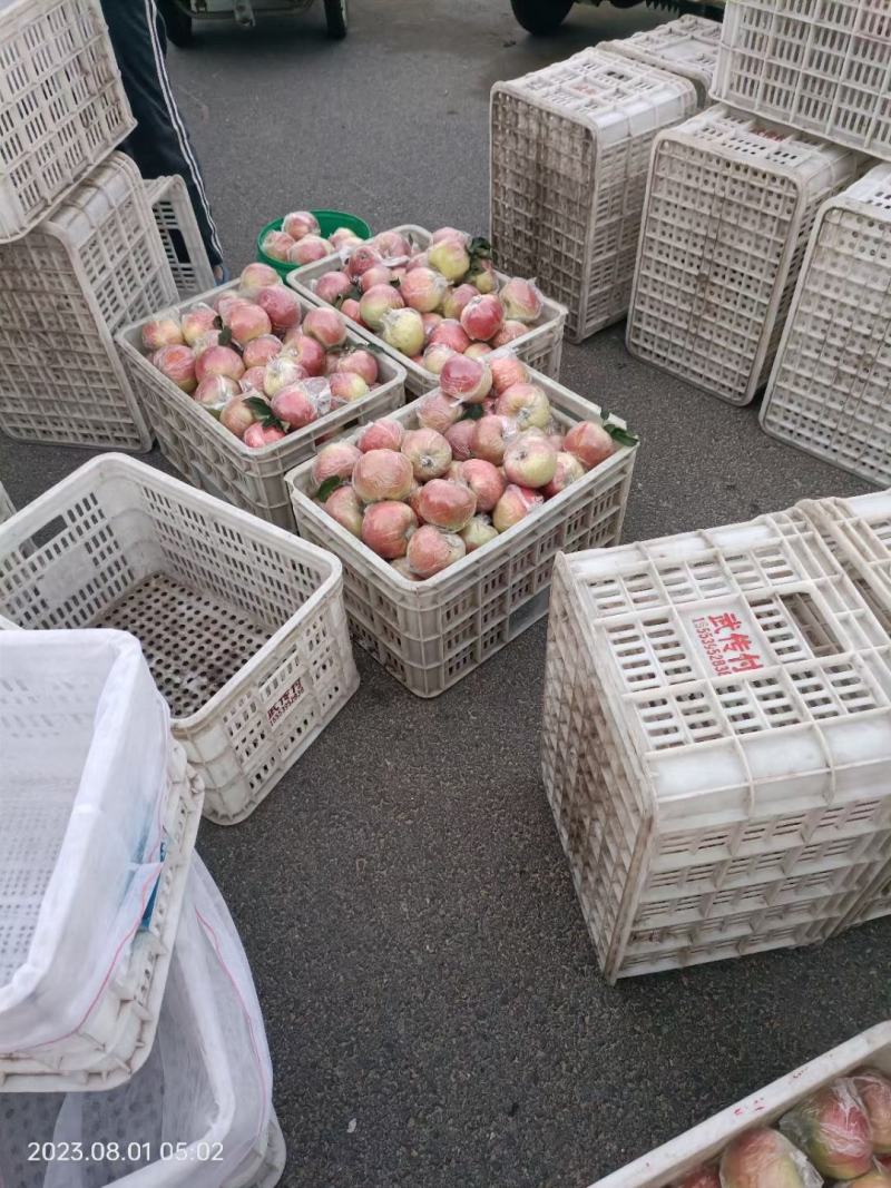 嘎啦苹果红露，果园看货直销价格口感脆甜