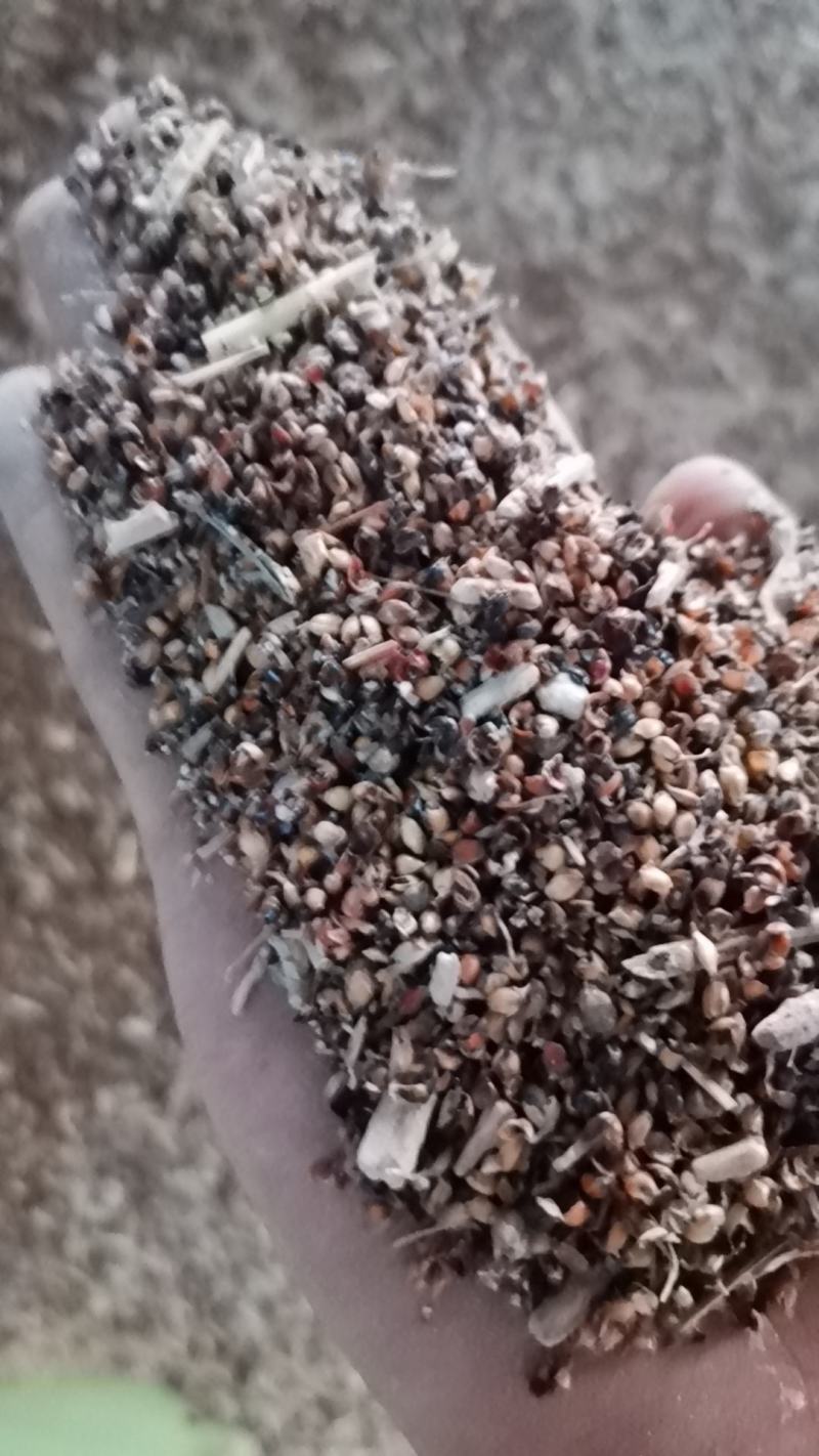 高粱壳