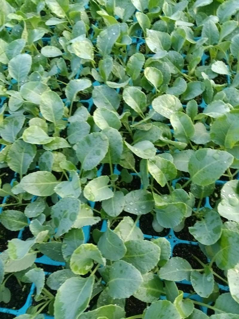 【推荐】河南安阳内黄县优质花菜苗，一手货源，保质，可视频