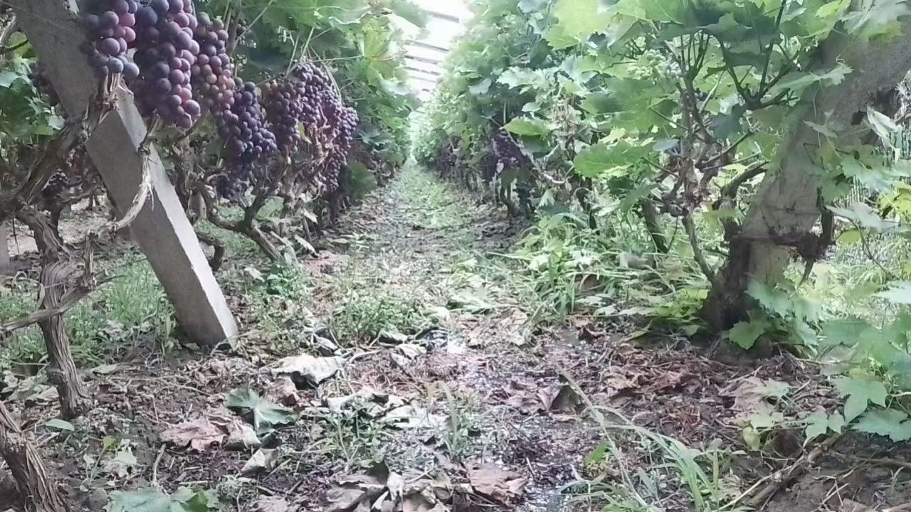 展示凯特杏葡萄藤在支架上生长的状态,藤蔓粗壮,叶片繁茂 凯特杏葡萄藤生长状态