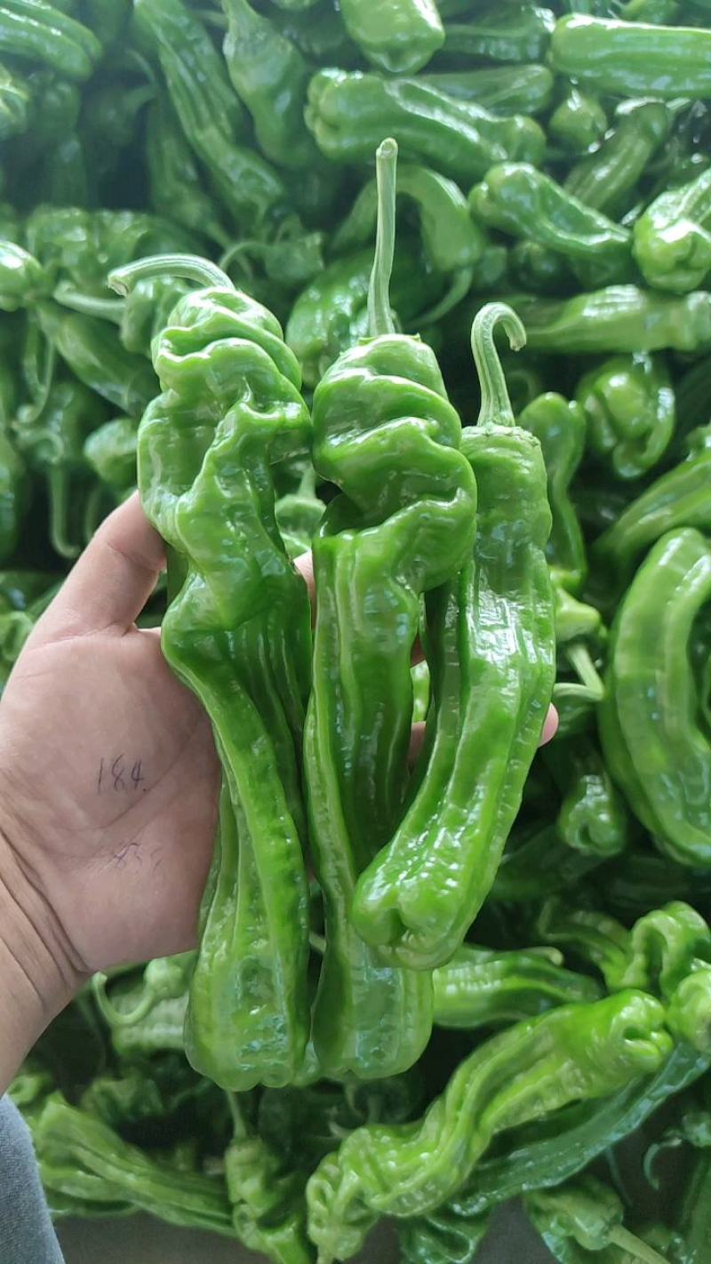 精品薄皮芜湖椒，苏椒5号，砀椒品种全，代收代发全国