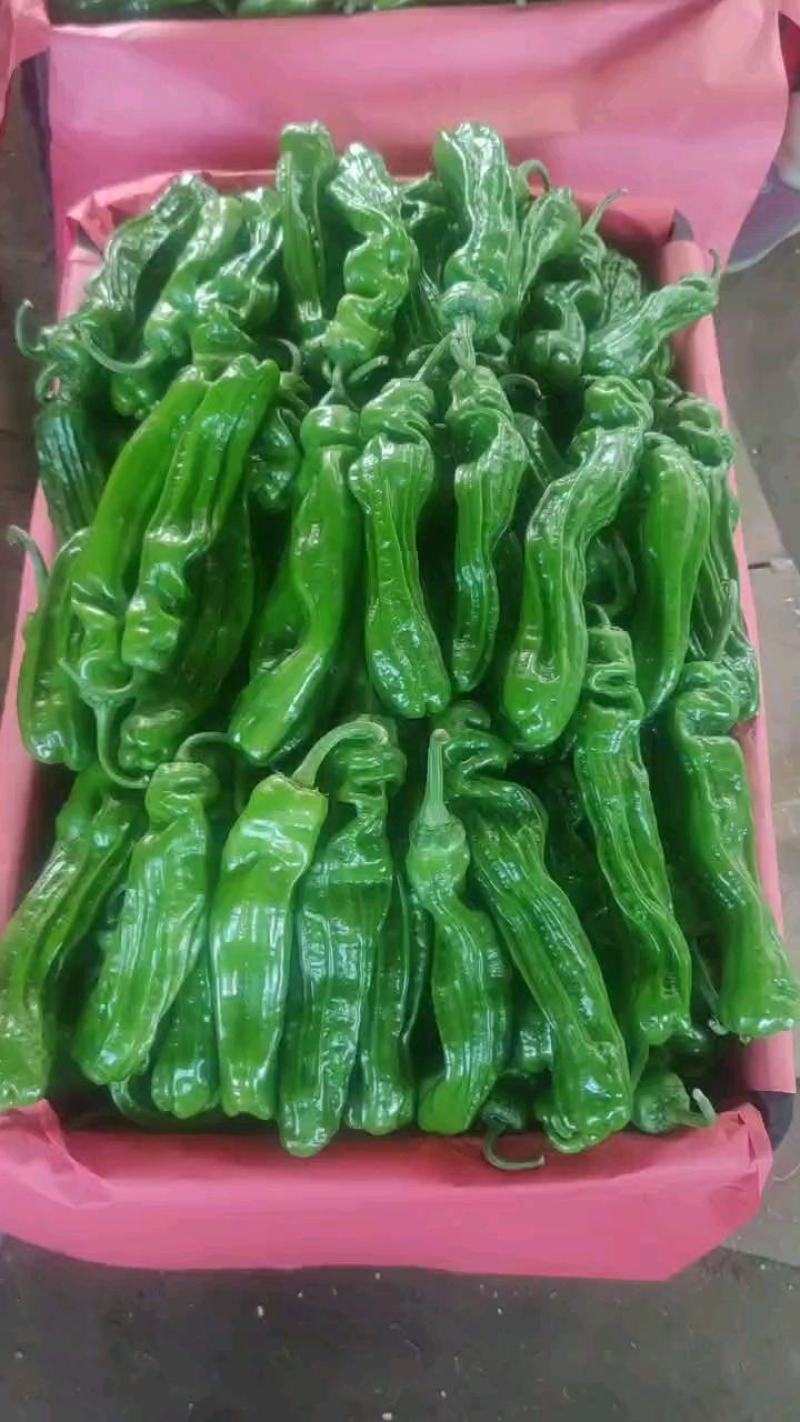 精品薄皮芜湖椒，苏椒5号，砀椒品种全，代收代发全国