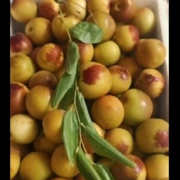 大荔冬枣