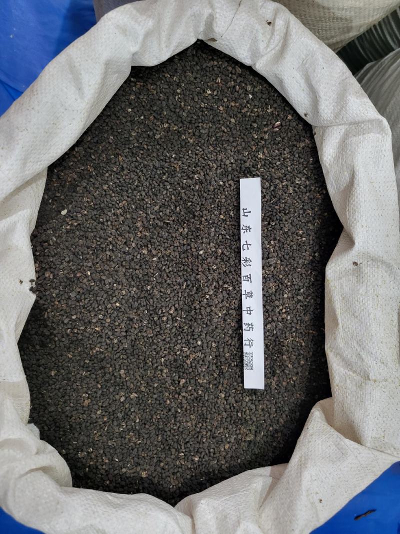 补骨脂多种规格产地货源大货供应七彩百草中药材批发
