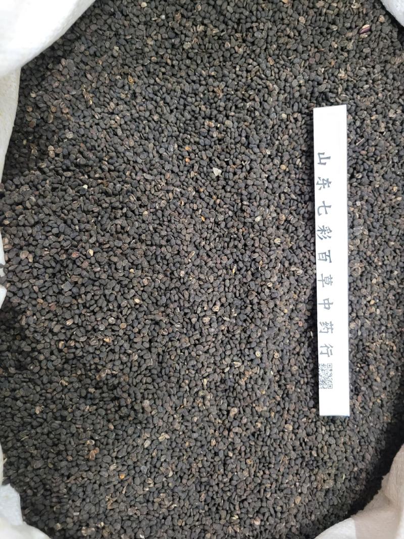 补骨脂多种规格产地货源大货供应七彩百草中药材批发