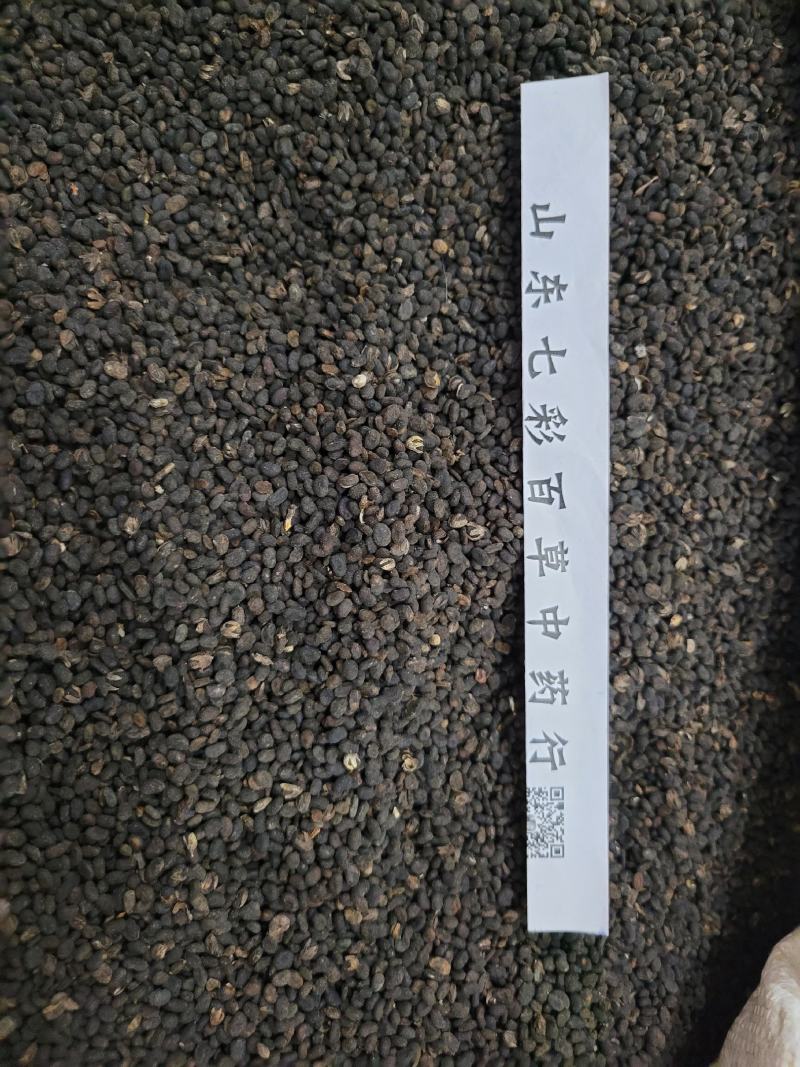 补骨脂多种规格产地货源大货供应七彩百草中药材批发