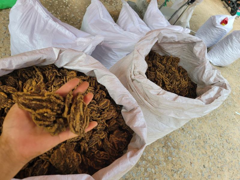 鸡爪黄连黄莲产地货源大货供应规格齐全七彩百草中药