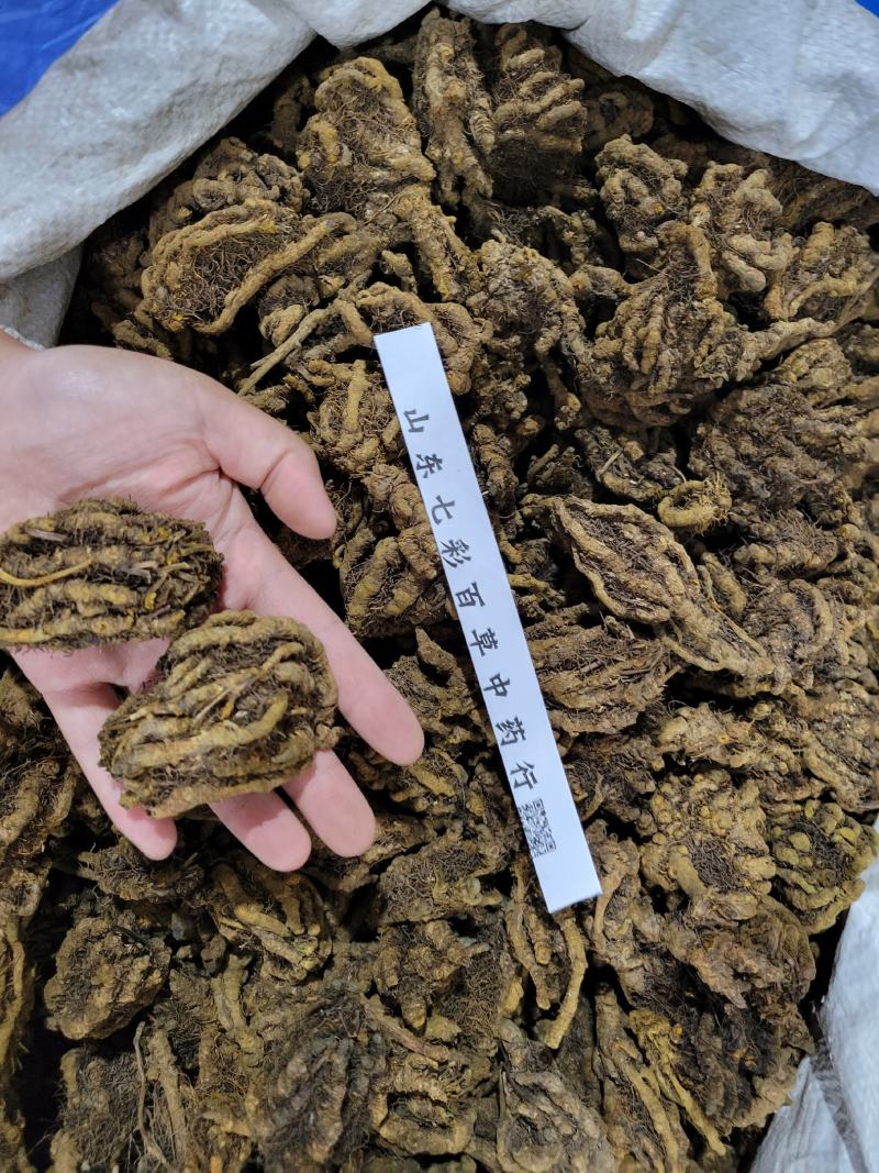 鸡爪黄连黄莲产地货源大货供应规格齐全七彩百草中药