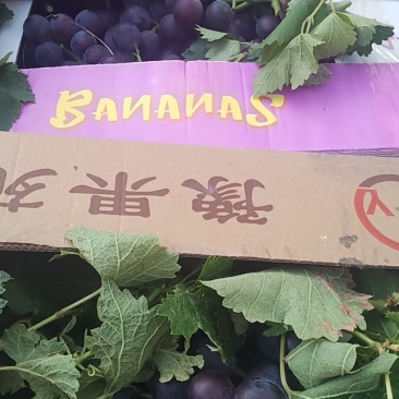 巨峰葡萄大量有货