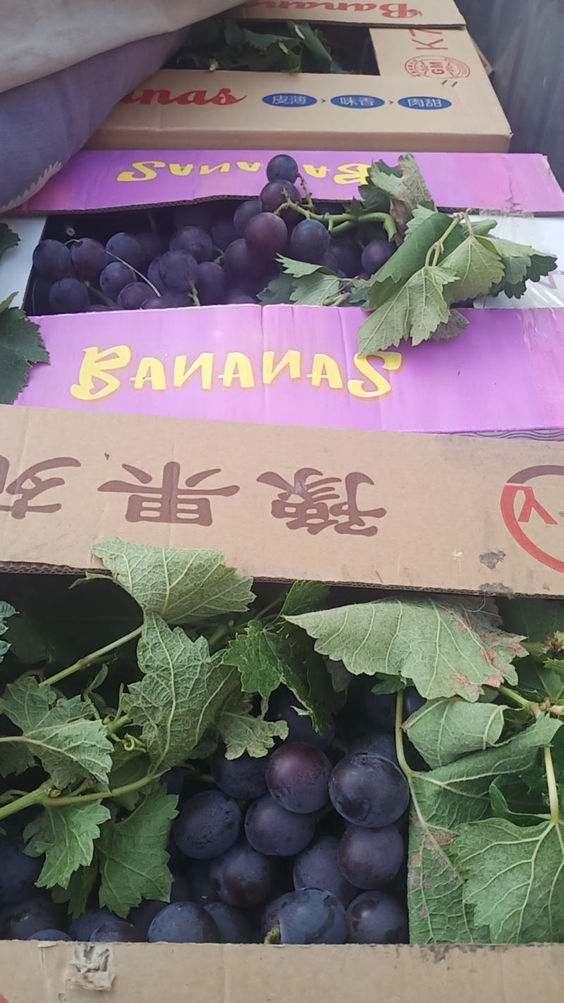 巨峰葡萄大量有货