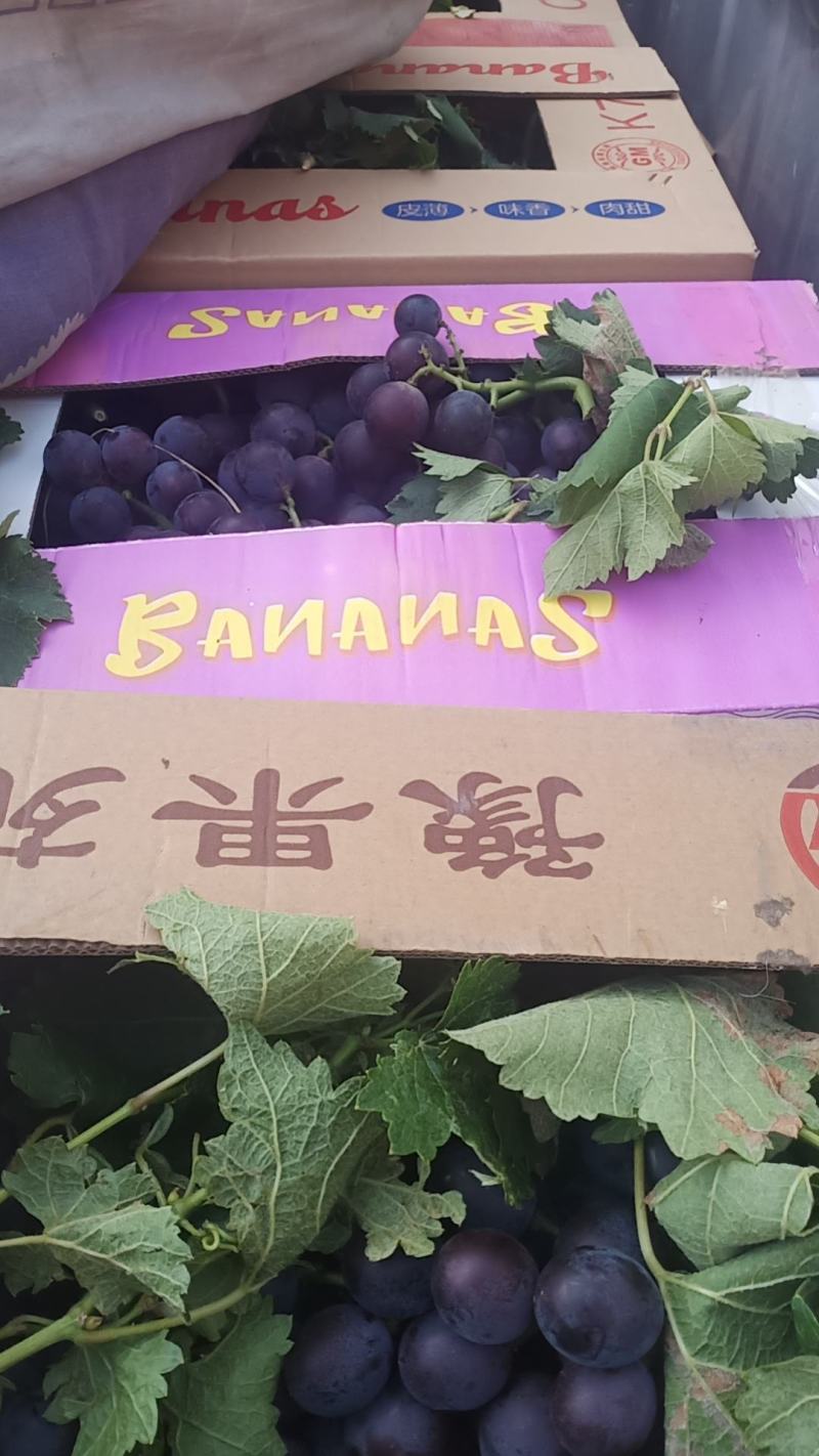 巨峰葡萄大量有货