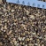 桂枝桂枝尖规格齐全产地货源山七彩百草中药材批发
