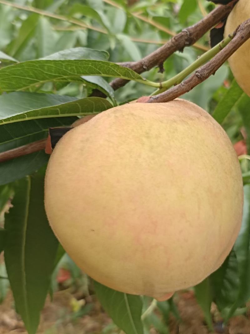 莱山蜜