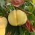 莱山蜜