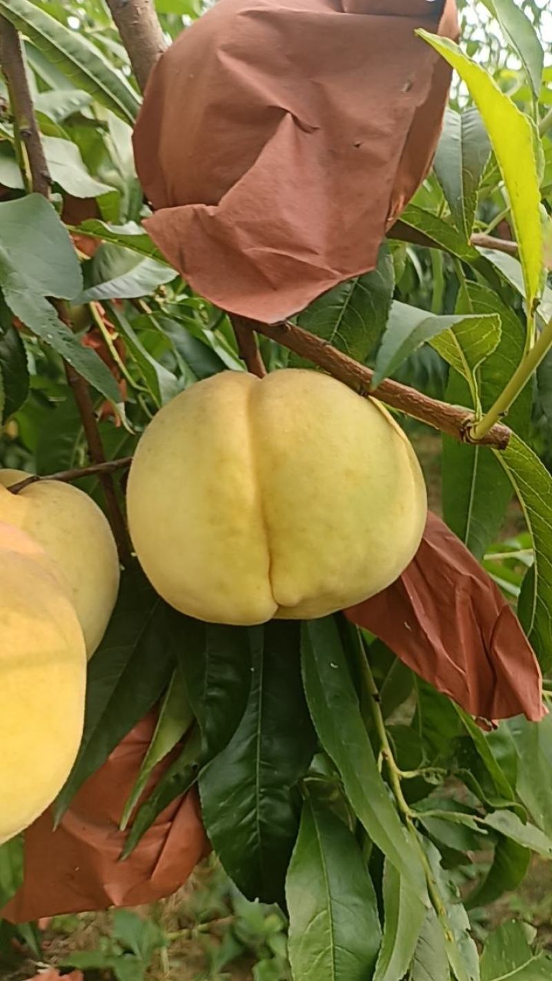莱山蜜