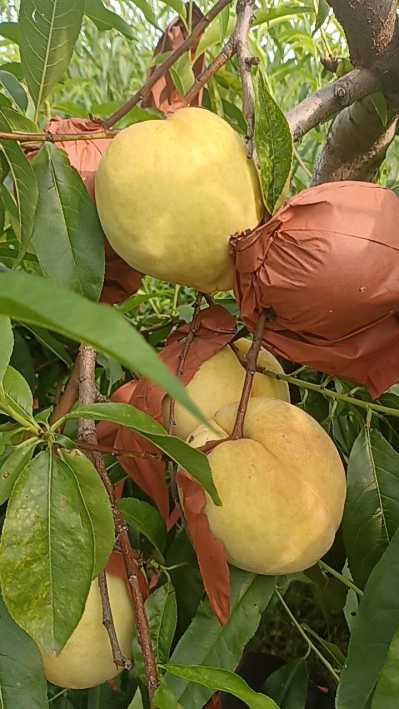 莱山蜜
