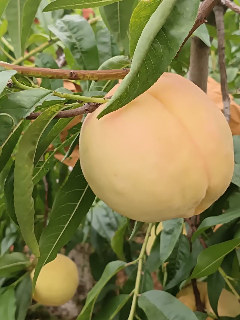 莱山蜜