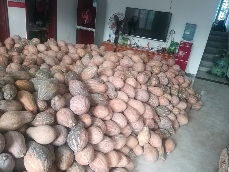香芋南瓜大量上市产地直发一手货源欢迎选购
