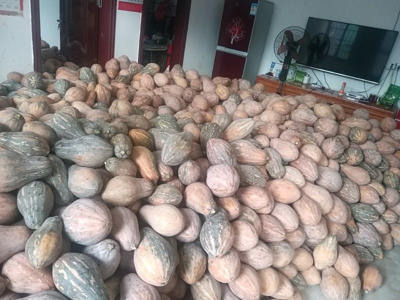 香芋南瓜大量上市产地直发一手货源欢迎选购