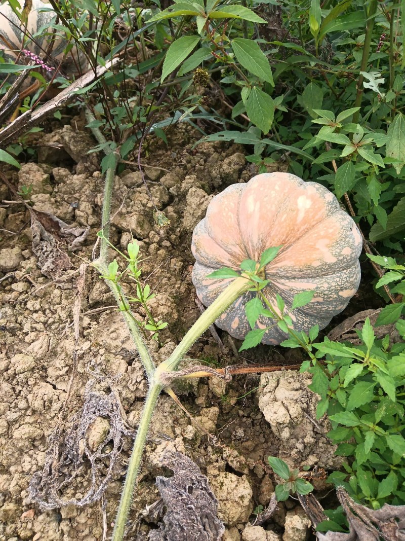 香芋南瓜大量上市产地直发一手货源欢迎选购