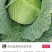 精品甘兰奥其娜京丰西园