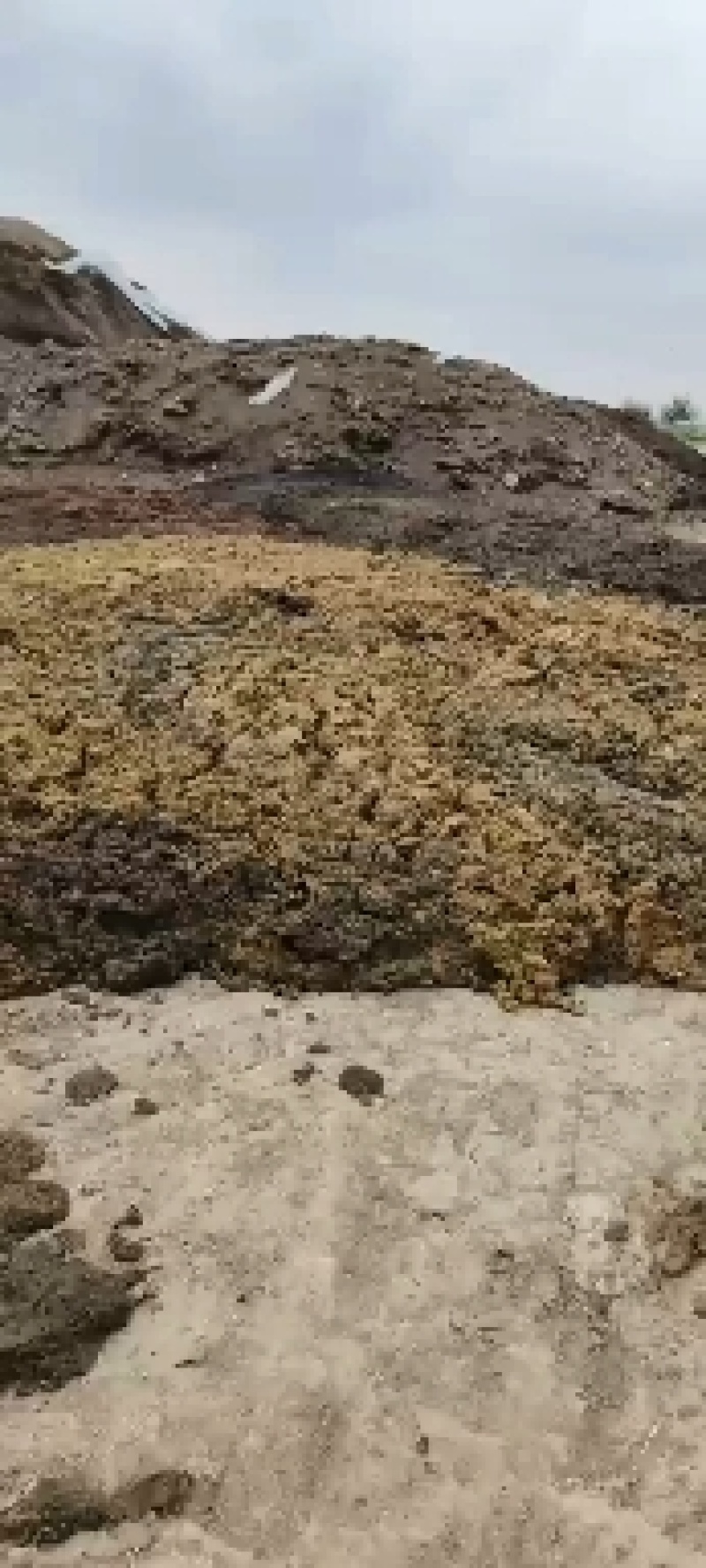 微生物发酵鸡粪菌肥，添加复合功能活性功能菌5亿/克