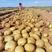 实验1号土豆大量供应陕西榆林产地直发保质保量对接全国市场
