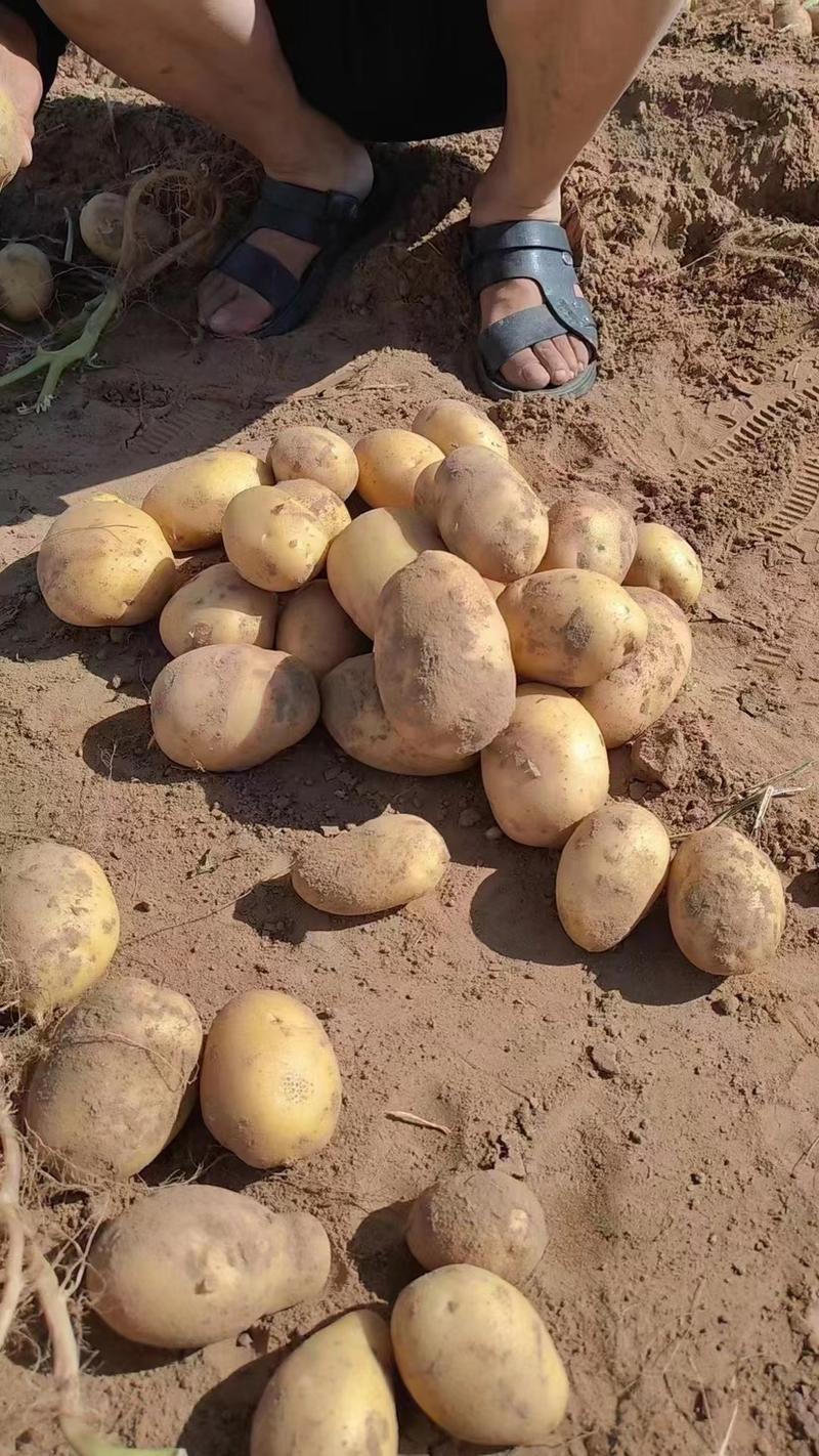 实验1号土豆大量供应陕西榆林产地直发保质保量对接全国市场