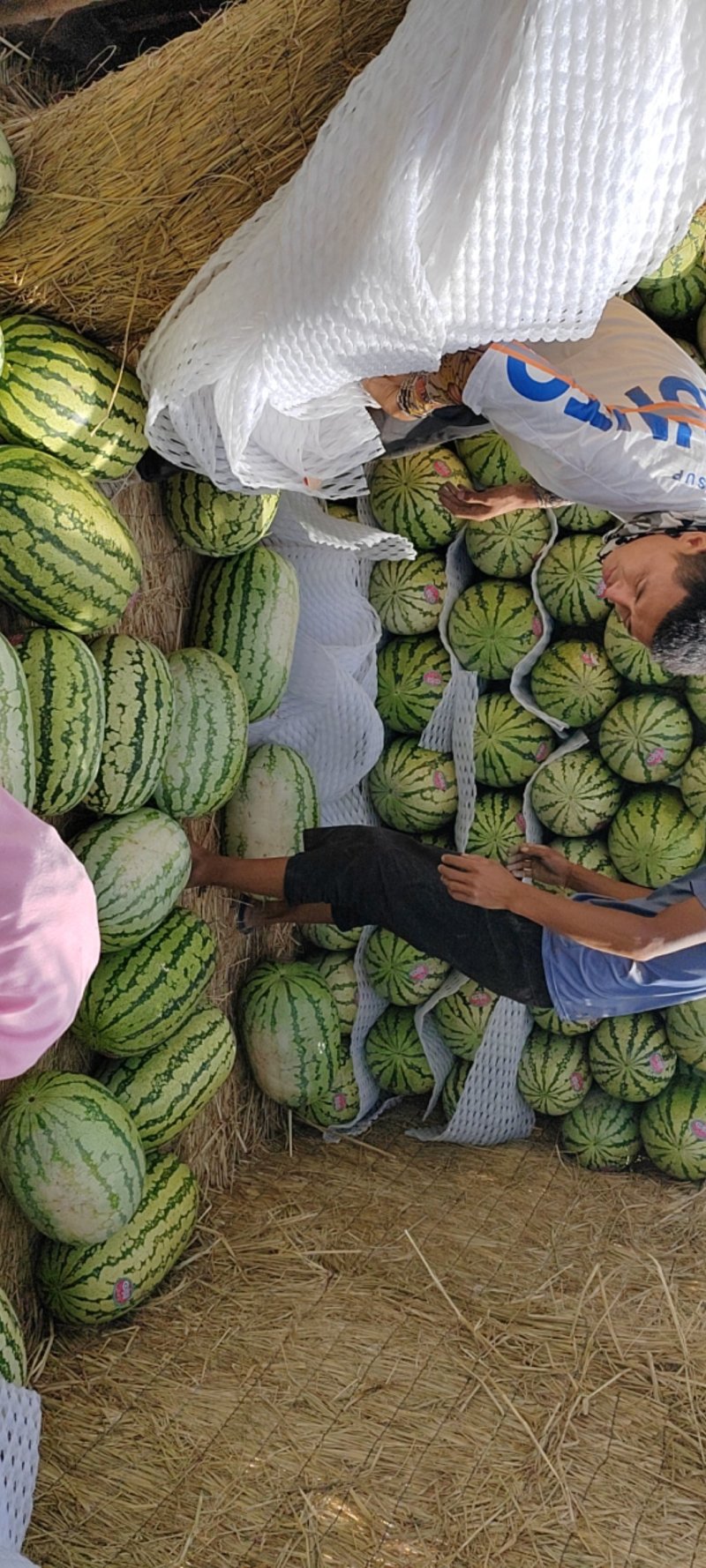 【优选商家】宁夏硒砂瓜产地直发糖度高质量保证可视频看货