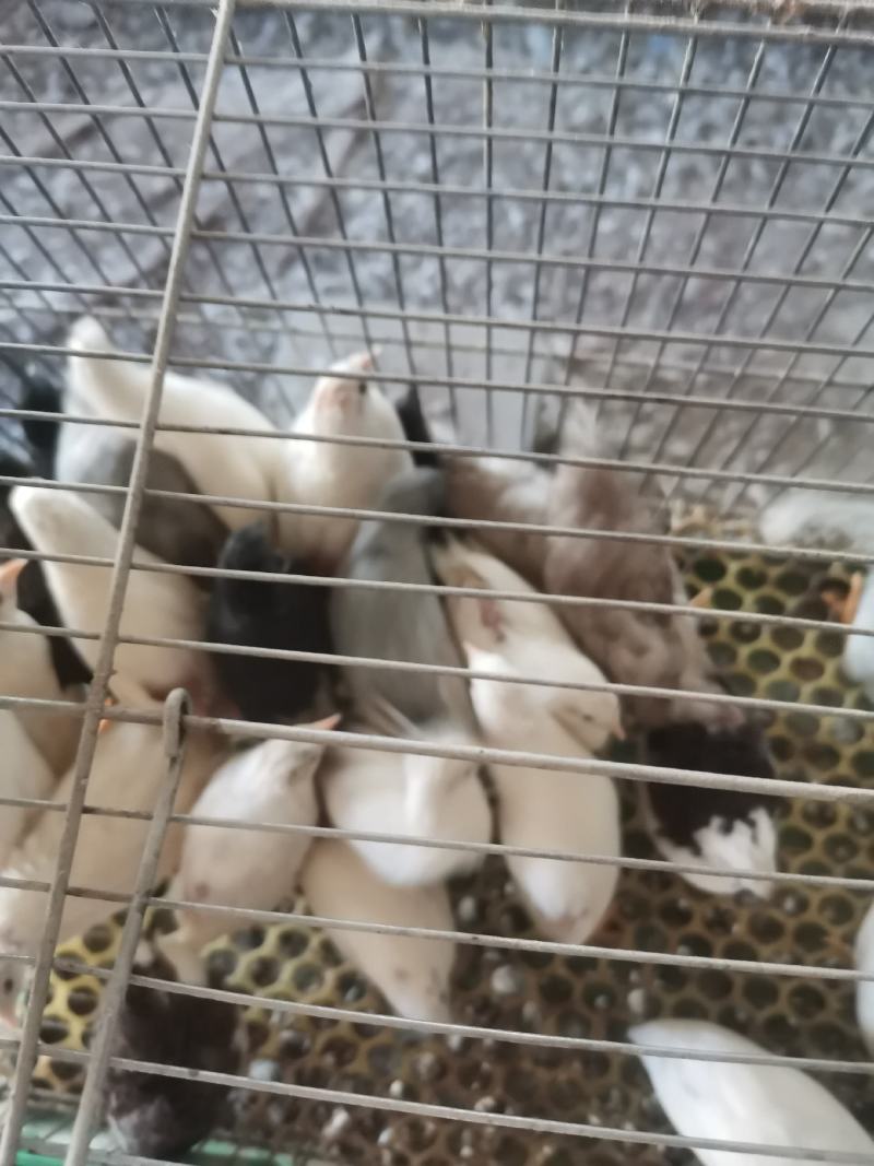 芦丁鸡批发