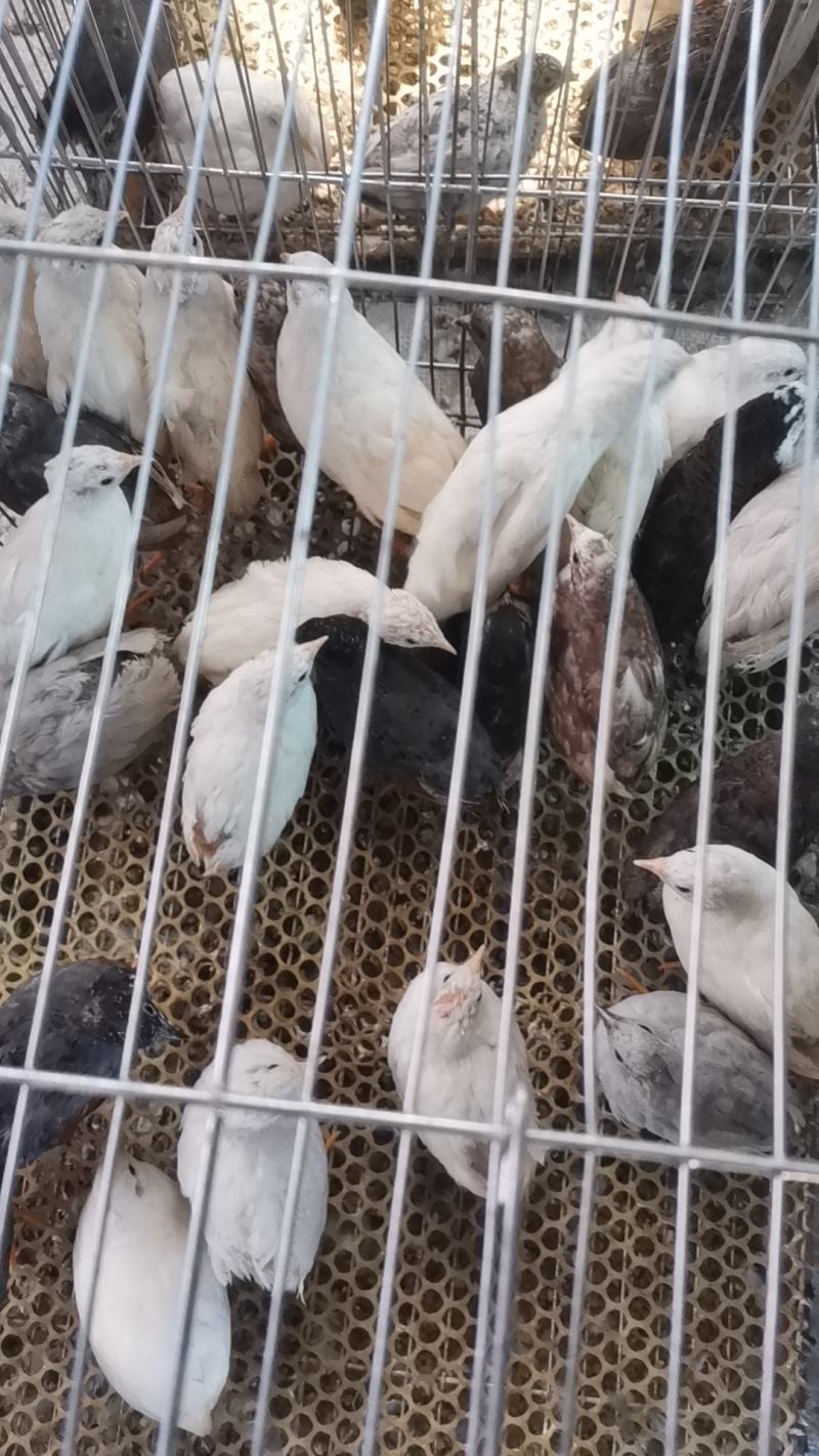 芦丁鸡批发