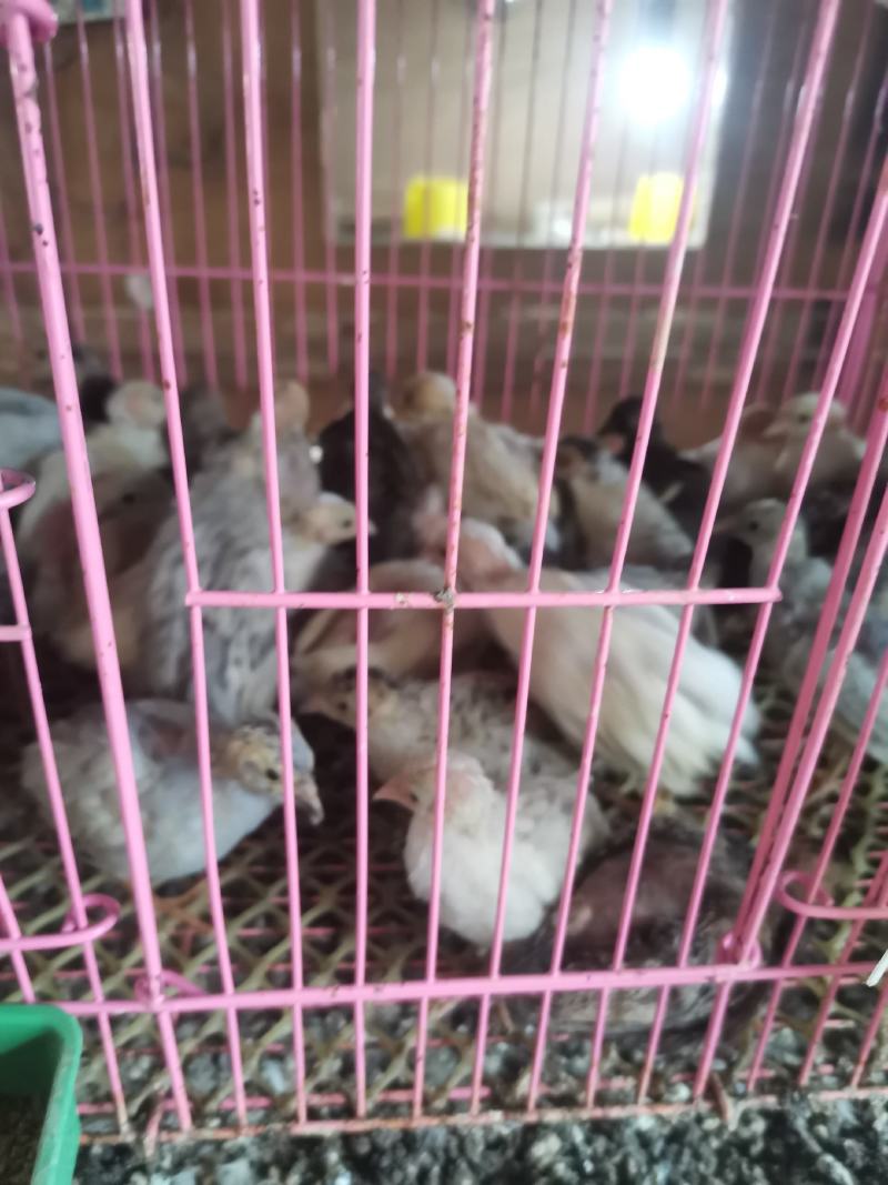 芦丁鸡批发