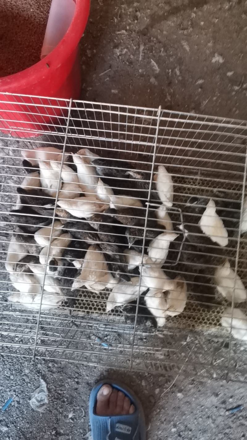 芦丁鸡批发