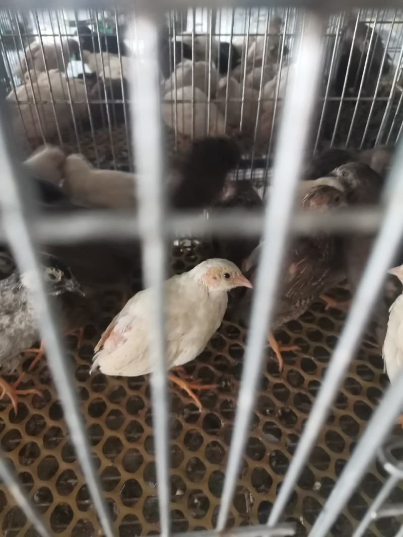 芦丁鸡批发