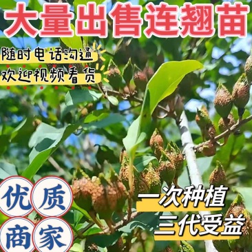 山西连翘苗药用三号，根系好易成活，量大从优-可视频看货