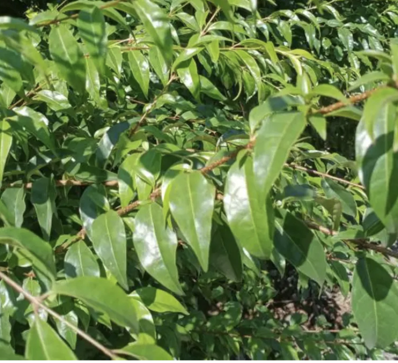 本地小叶苦丁茶清热败火货量充足产地直发量大从优直销
