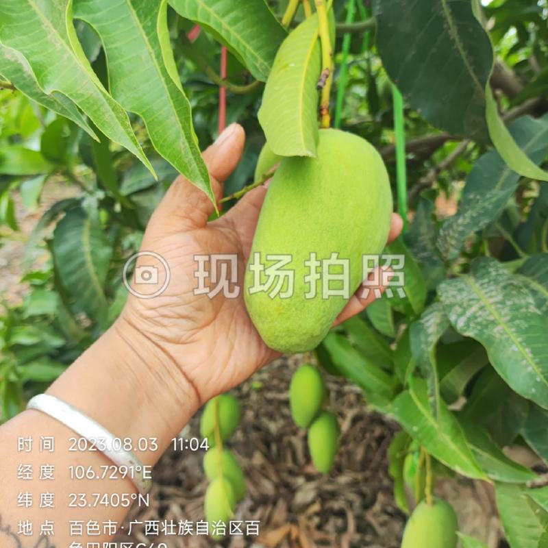 四季蜜芒，嫩果
