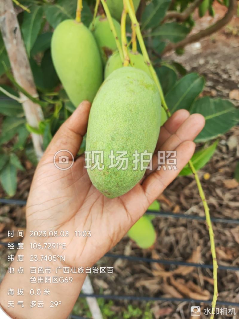 四季蜜芒，嫩果