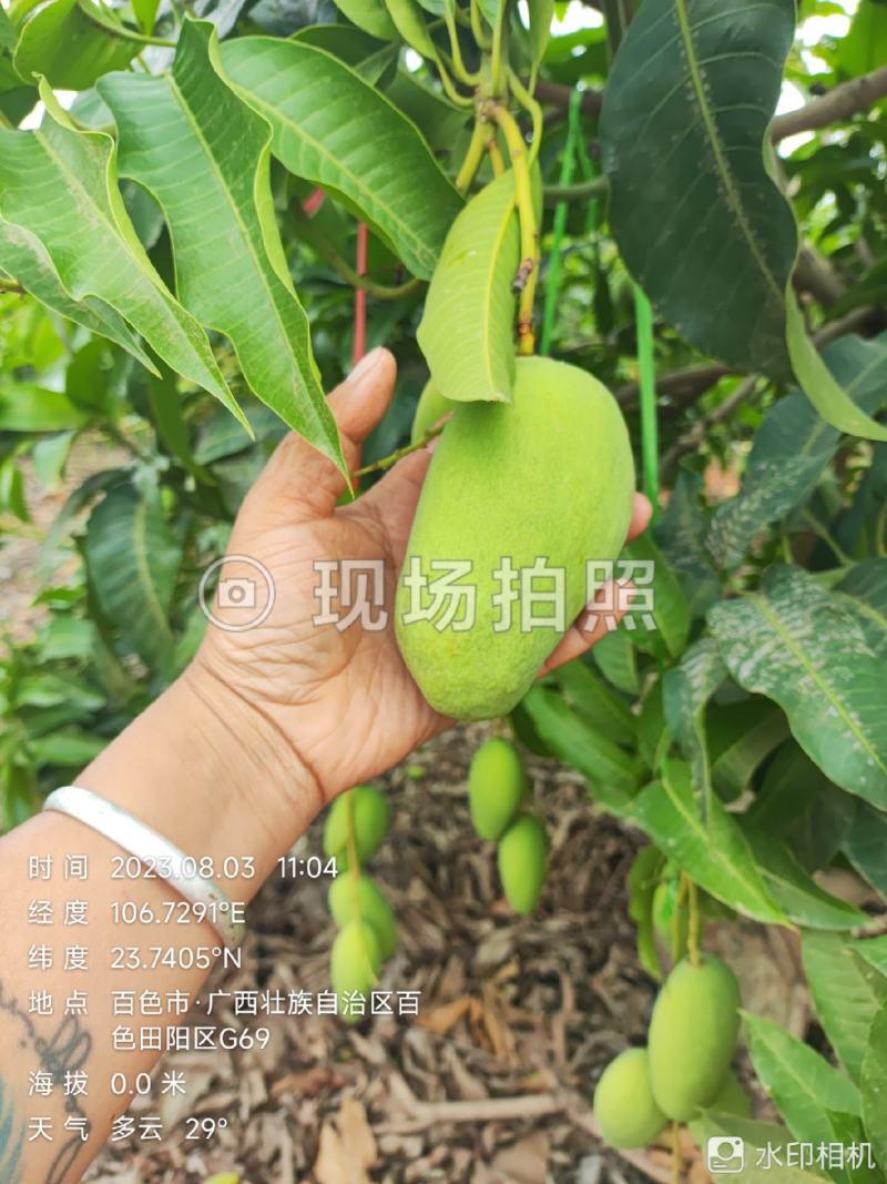 四季蜜芒，嫩果