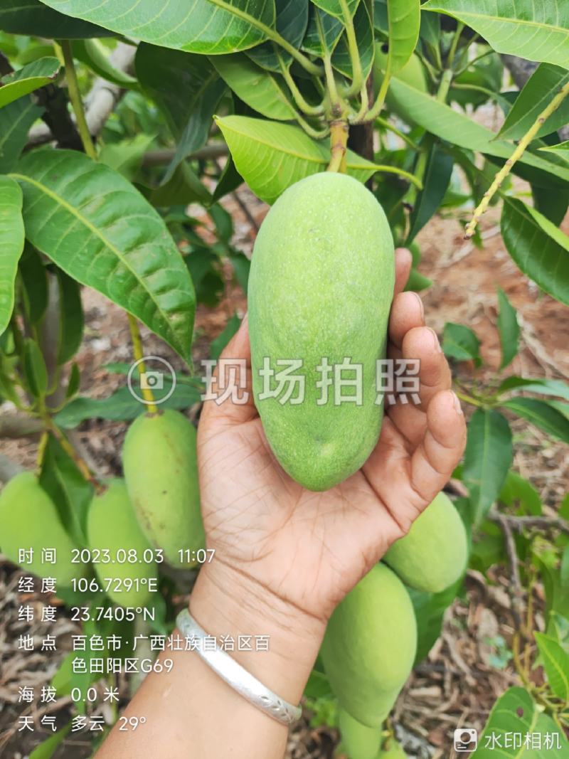 四季蜜芒，嫩果