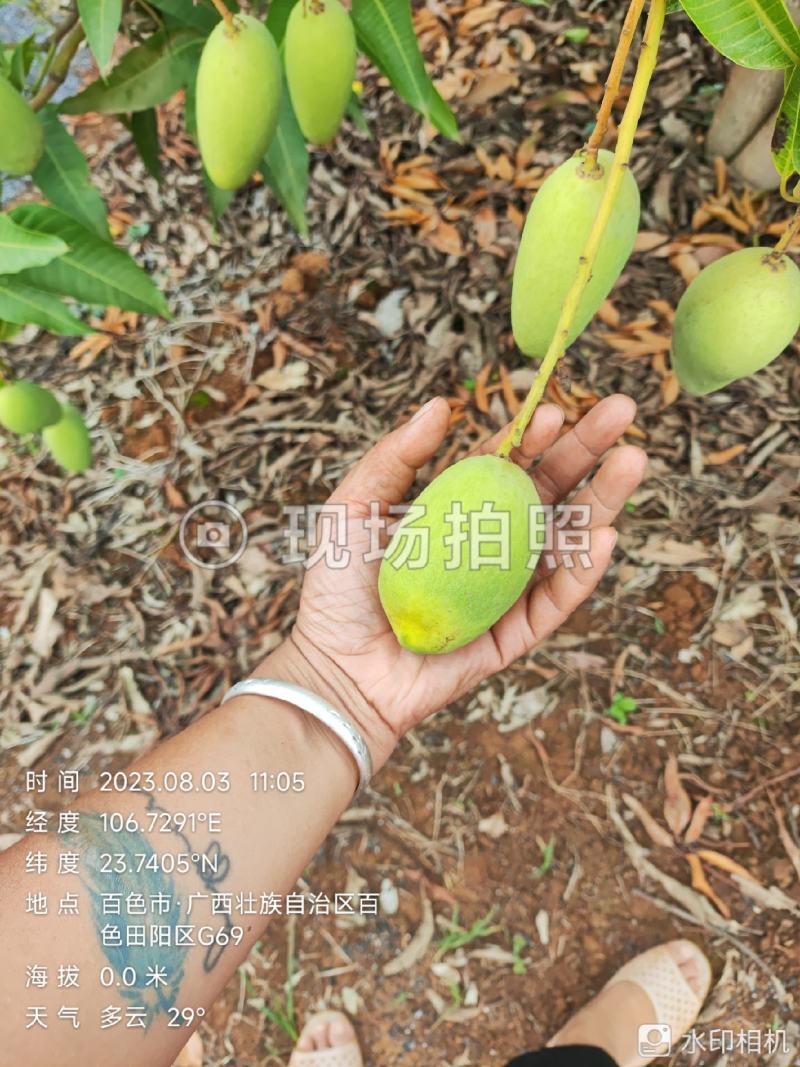 四季蜜芒，嫩果