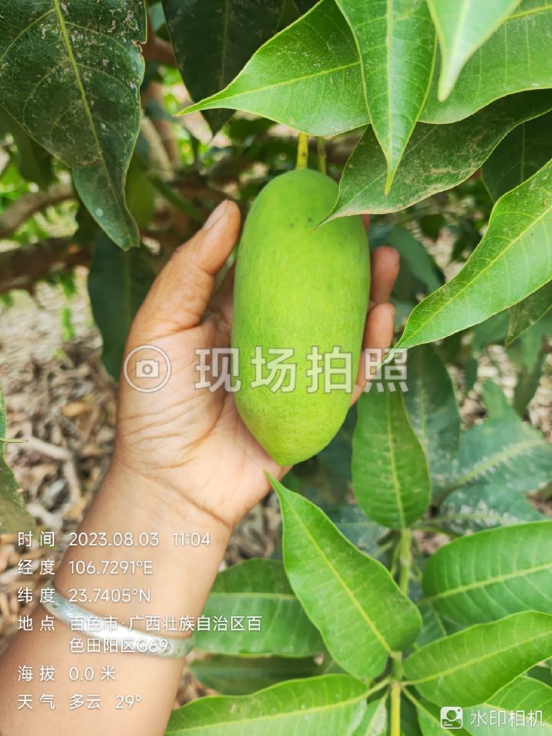 四季蜜芒，嫩果