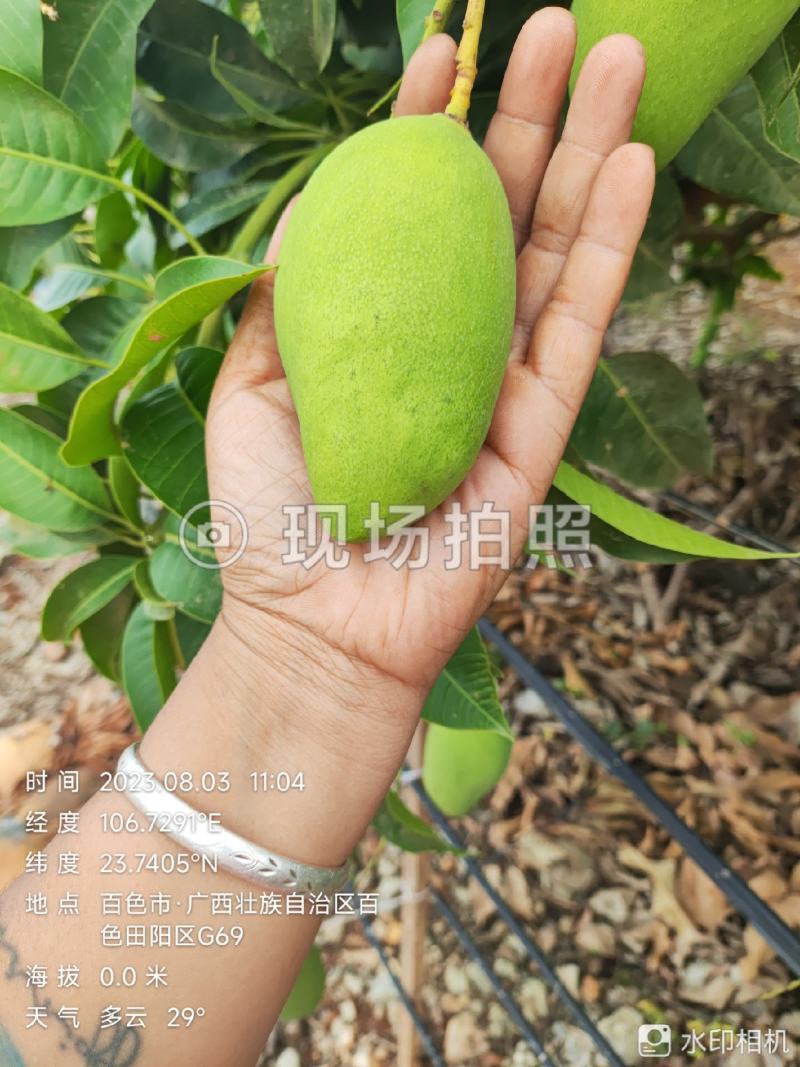 四季蜜芒，嫩果