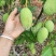 四季蜜芒，嫩果