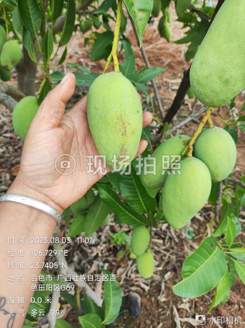 四季蜜芒，嫩果